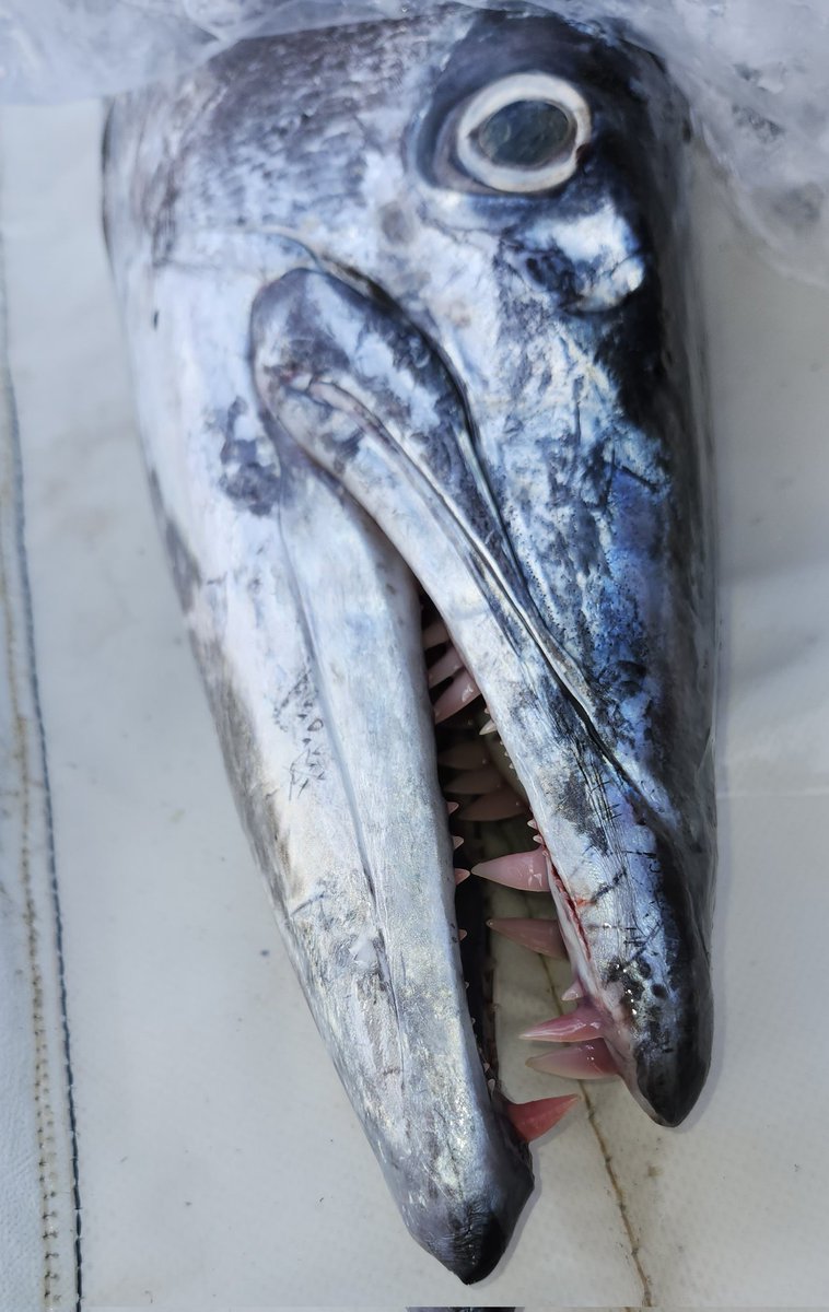 arispedano's tweet photo. If Dracula was a fish. https://t.co/5Nl0QmErFU