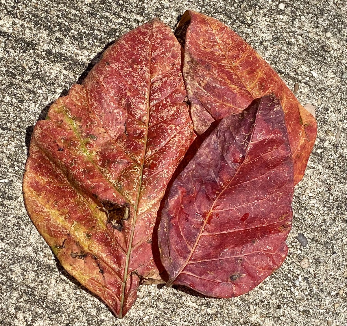 ChefKevinBelton's tweet photo. Found these in @nocp could this be a sign of fall🙏🏼🙏🏼🙏🏼🙏🏼🙏🏼 #nolasummer https://t.co/tYYdmusQWM