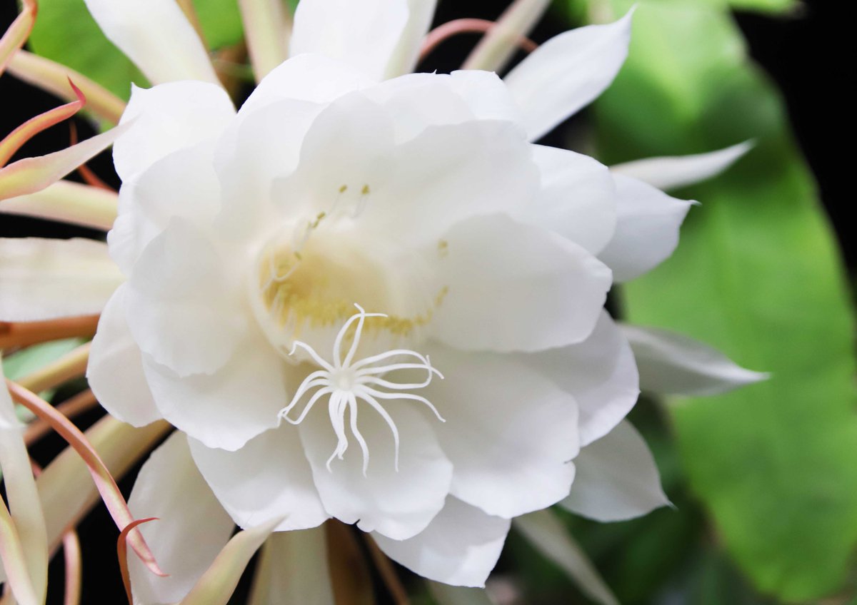 夜のあいだに花を咲かせた、教会の軒先の「月下美人」。神秘的な美しさです(^^)