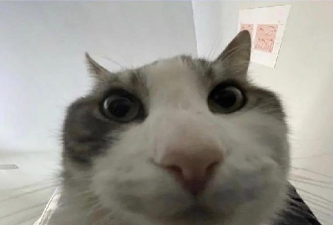 DefinitelyLunaa's tweet image. Took a selfie (im the cat)
