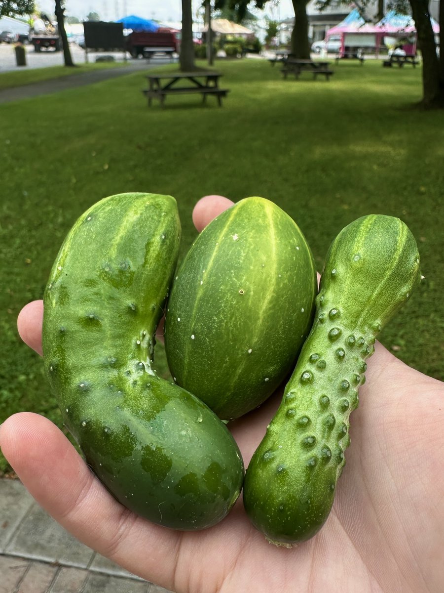 ViktoriaKrista's tweet photo. I felt decent about these lil guys. Not huge, but they’ve got spunk. Then another media entrant was in from of me with a HUGE cucumber. Idk how these will stack up at the @ErieCountyFair, but here’s to hoping!! #ECFGrowingAces https://t.co/aFH9zbKqe7