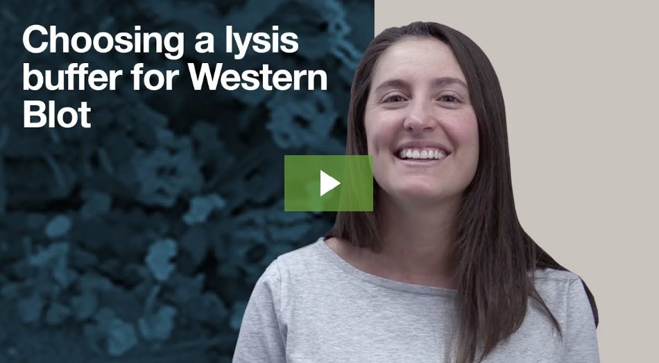 One lysis buffer does not rule them all.

This quick 2 min video tells you which buffer is appropriate for our specific target. It all starts here: suboptimal lysis can compound into headache issues downstream in western blotting!

lnkd.in/efADAuSJ