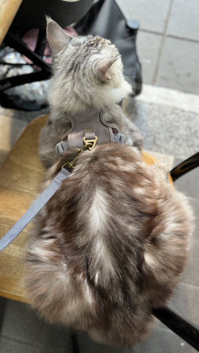 用大貓咪開啟大家一天的好運！