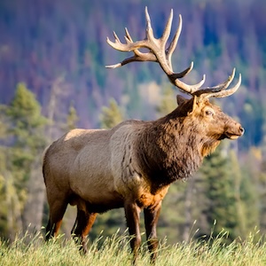 Whether you hunt and fish for sport or with your camera, show us your best shot!  Submit your photos in the Braggin' Rights photo contest. The best photos will publish in the August 28 Hunt/Fish Guide in the East Oregonian. eopubco.secondstreetapp.com/2024-Bragging-…