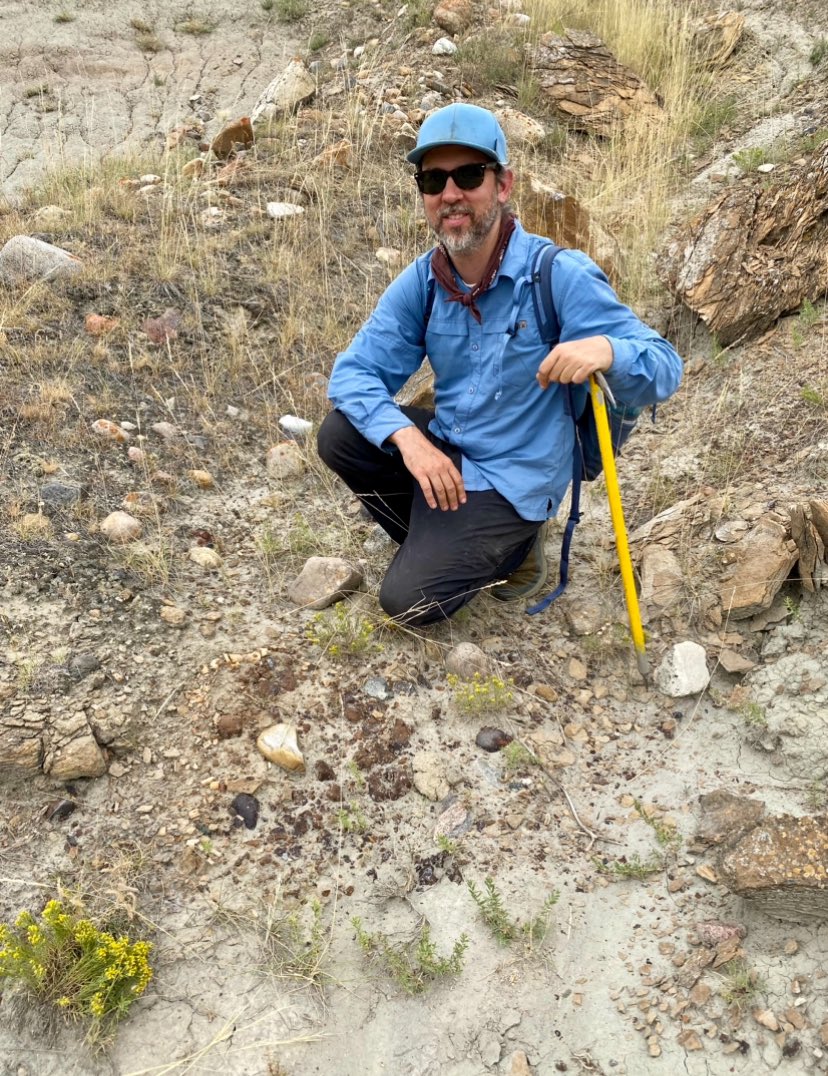 Last day, last site, last 5 mins of #SADP2024 field season in Alberta… I find an articulated theropod dinosaur—looks like an ornithomimid. There’s hindlimb and pelvis going into cemented sandstone block. But have to wait until next year to find out just how much is there…