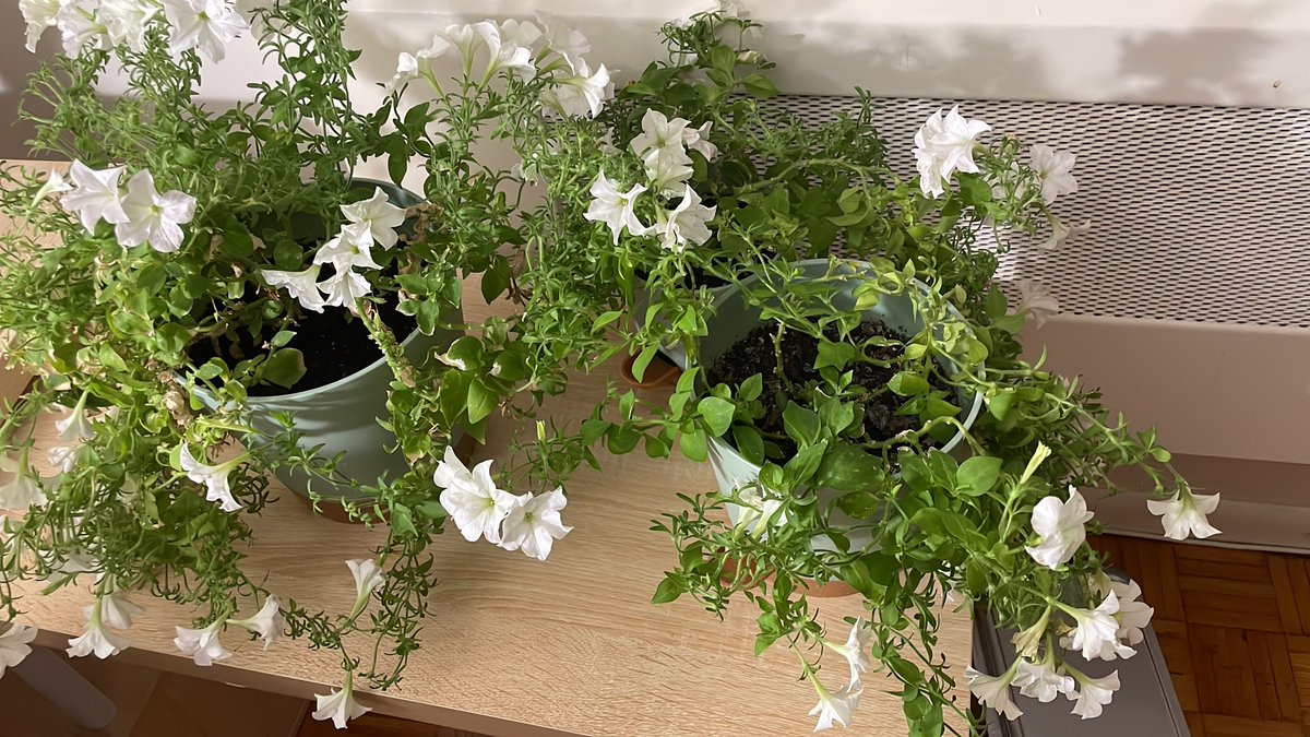 So excited about how these little ones have grown 🤩🌱💡 
<a href="/light_bio/">Light Bio</a>
