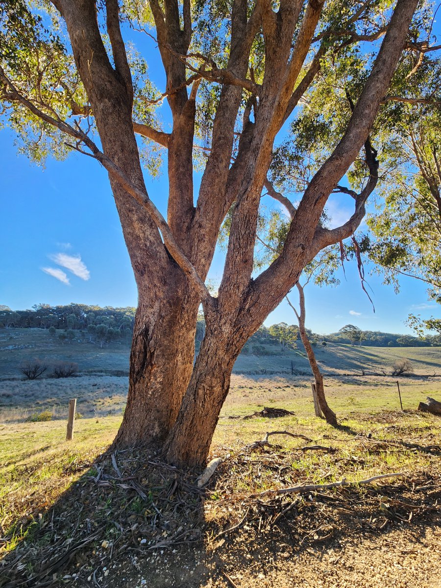 A lovely Grey Box (Eucalyptus microcarpa) for your #ThickTrunkTuesday. It's not the biggest we've come across, but we just loved how warm it looked in the late afternoon light.
#LoveAGum
📍Guildford, Dja Dja Wurrung Country