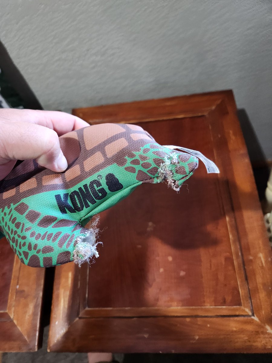 lamontosaurus's tweet photo. Bought the "tough" @KONGCompany for our 7 month old puppy yesterday. Two holes already and more coming... https://t.co/ezDnLzOzFd