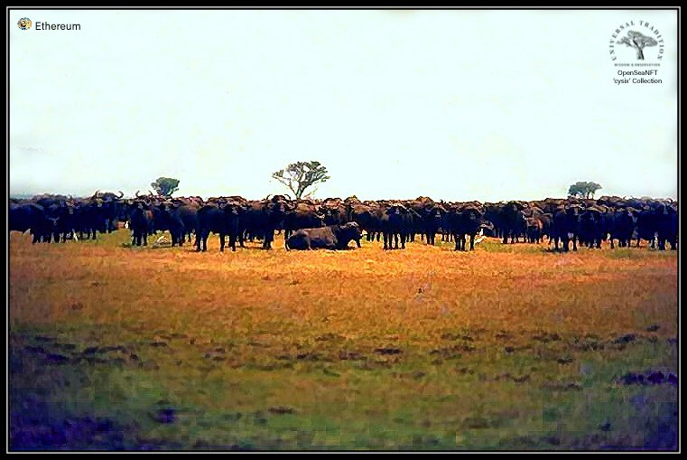 univtrad's tweet image. #OpenSeaMarketplace #ethereumNFT #Cysix