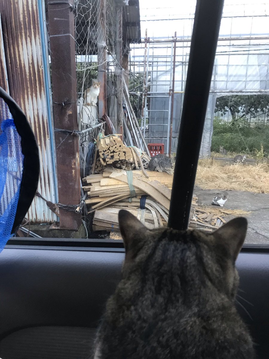 お外に猫がいる😺