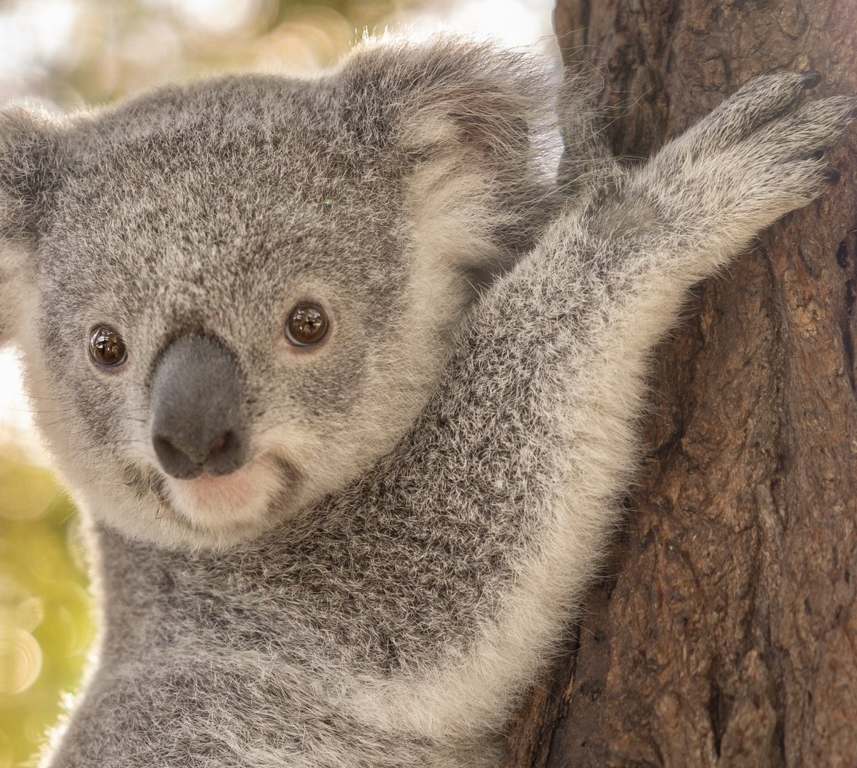 You need an uplifting post. Let this sweetheart make your day brighter. 🐨