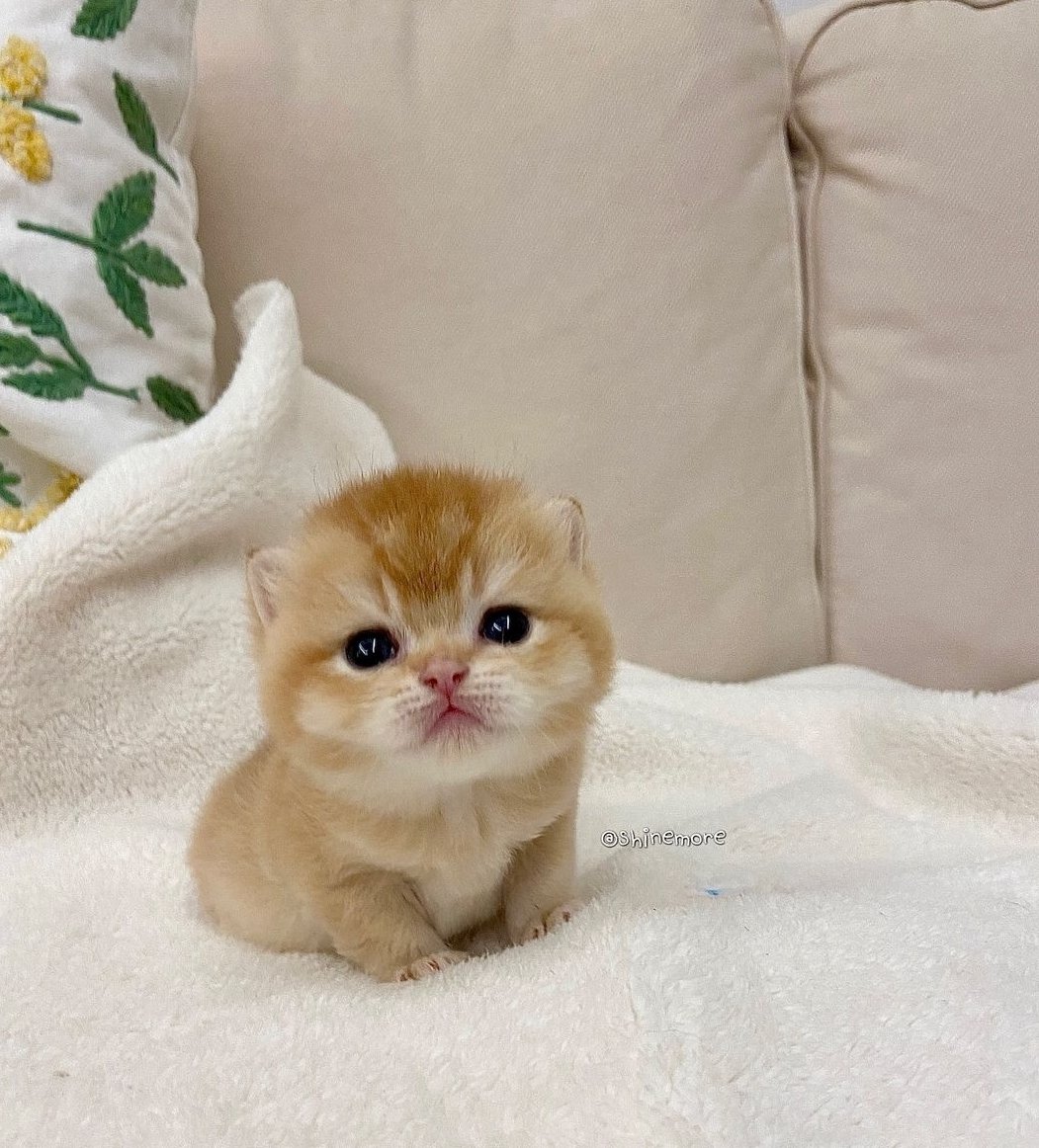 stickydacat tweet media