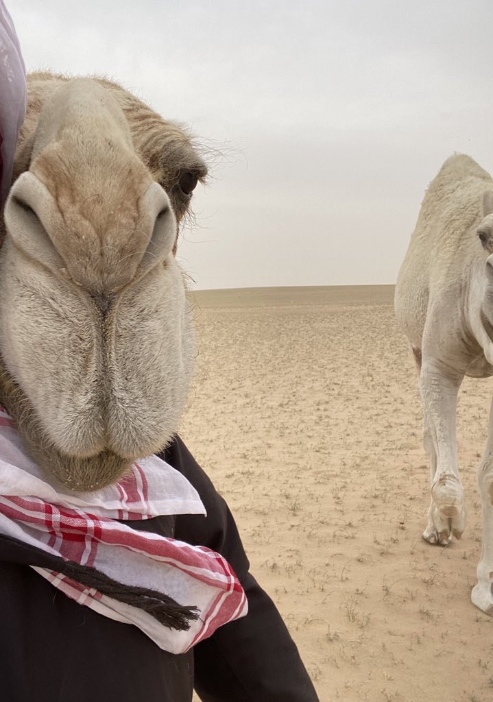 أَحِنُّ إِذا رَأَيتُ جِمالَ قَومي
وَأَبكي إِن سَمِعتُ لَها حَنينا

سَقى الغَيثُ المَجيدُ بِلادَ قَومي
وَإِن خَلَتِ الدِيارُ وَإِن بَلينا

عَلى نَجدٍ وَساكِنِ أَرضِ نَجدٍ
تَحِيّاتٌ يَرُحنَ وَيَغتَدينا