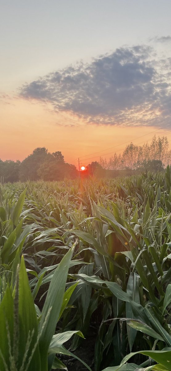 George Shunnara tweet media