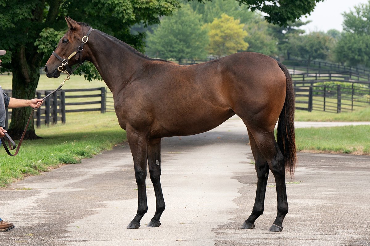 FasigTiptonCo's tweet image. 🏒 This NYQUIST (@DarleyStallions) filly sold for $725,000 to Flying Dutchmen at The Saratoga Sale! 1/2 sister to G1W Vahva, the filly was consigned by @WarrendaleSales, agt and was bred by Rock Ridge Thoroughbreds (KY). #FasigSaratoga