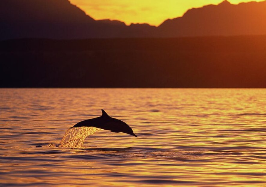 uthorcdswanson's tweet image. Thanks for sticking with me everyone. Back at  it after many months. Here's what I've learned from a time of great challenge: #WritingCommunity: 

Morning will come, it has no choice. 

Everything is possible, even the impossible.