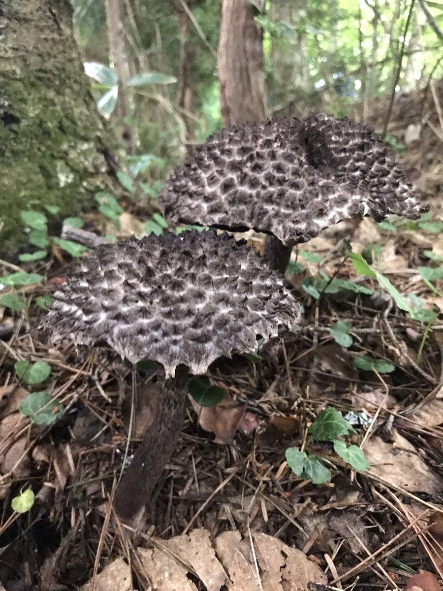 ｺﾝﾆﾁﾊ ｵﾆﾓ(?)ｻﾝ😊