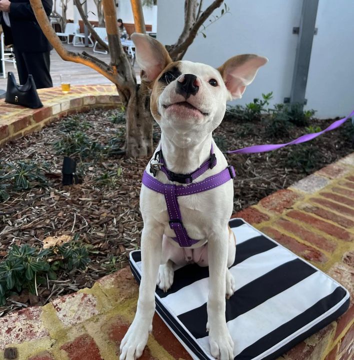 Rosemount Hotel tweet media