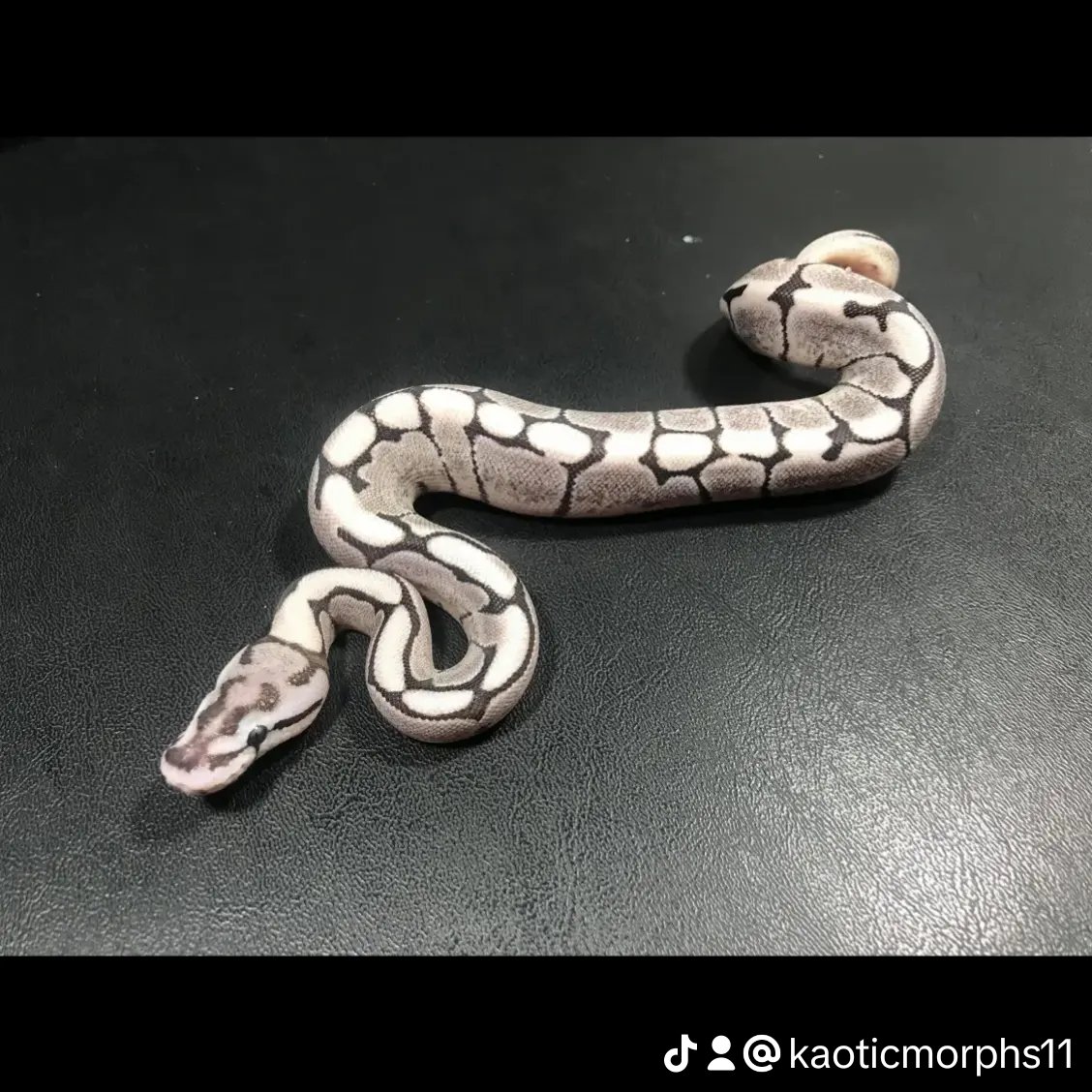 KaoticMorphz's tweet image. NOVA WHEN SHE WAS A BABY..🐍
#kaoticmorphs 
#babyballpython