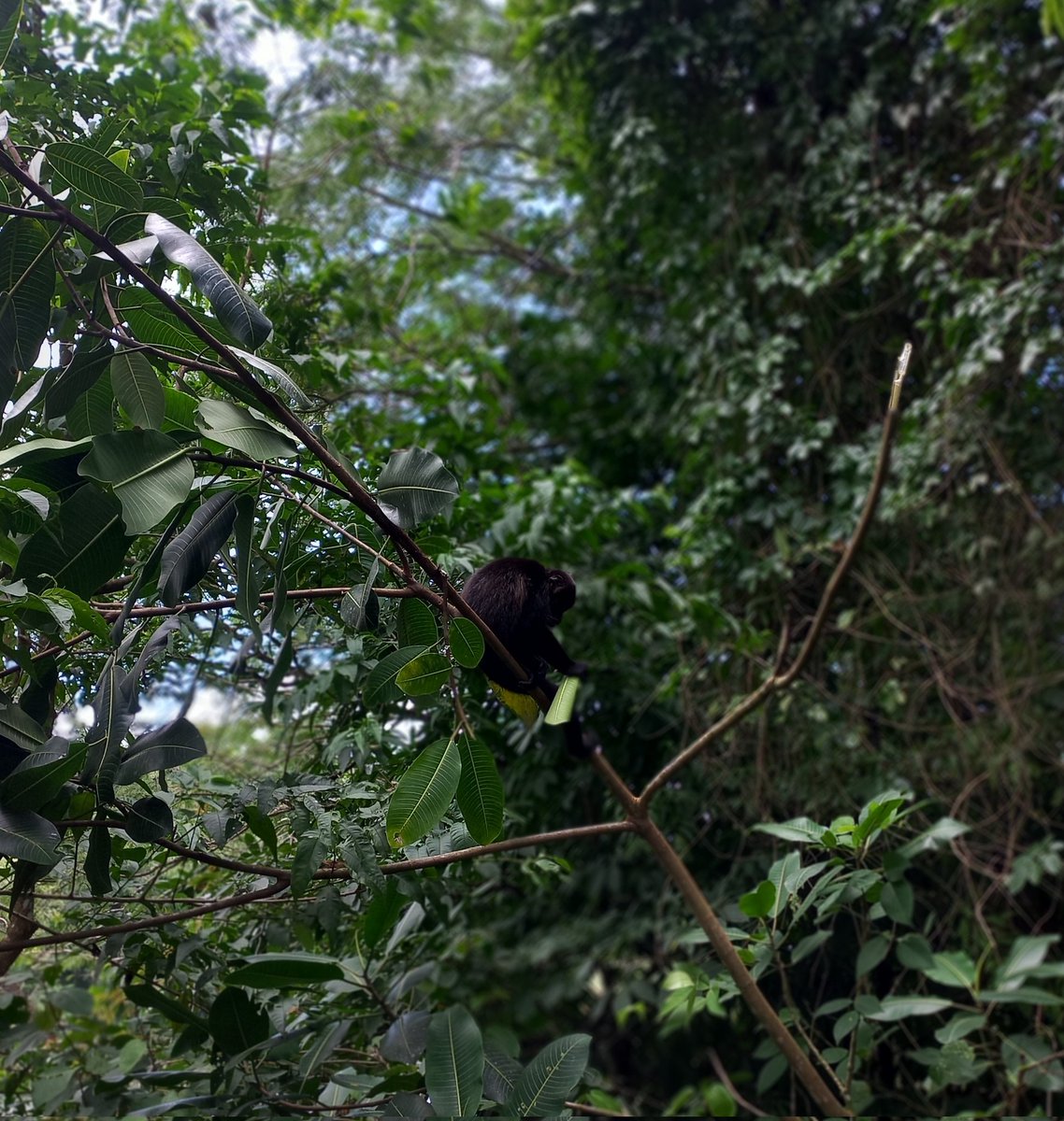 debi_ed's tweet photo. Mornings in the Rainforest 🌳🐒🌱 https://t.co/EuhQRHL2eX