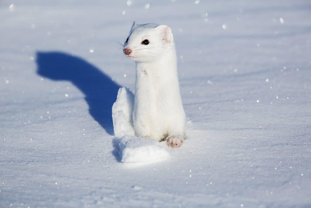 Enter: the Stoat.

Cuteness over 9000
