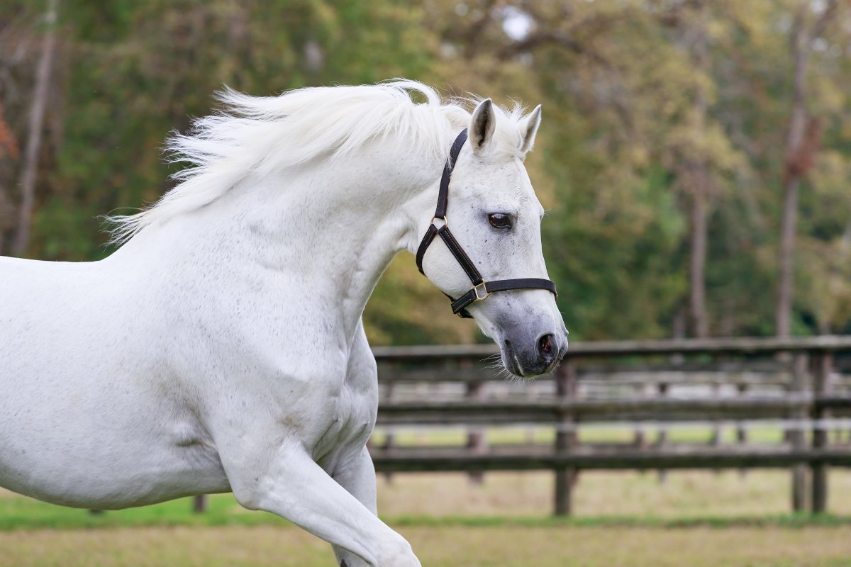 AlShaqabRacing's tweet photo. ๐ฅ-๐ฅ for #Dahess at Gramat๐ซ๐ท
4yo EXCELLENCE & DAPHNEE claimed the first two places, with EXCELLENCE breaking her maiden tag at first asking. Bred by Cheik T. Bin Zayed, she was closely followed by DAPHNEE in a battling finish, herself being out of triple G1 winner KISS DE GHAZAL https://t.co/5ZTOMf26Do