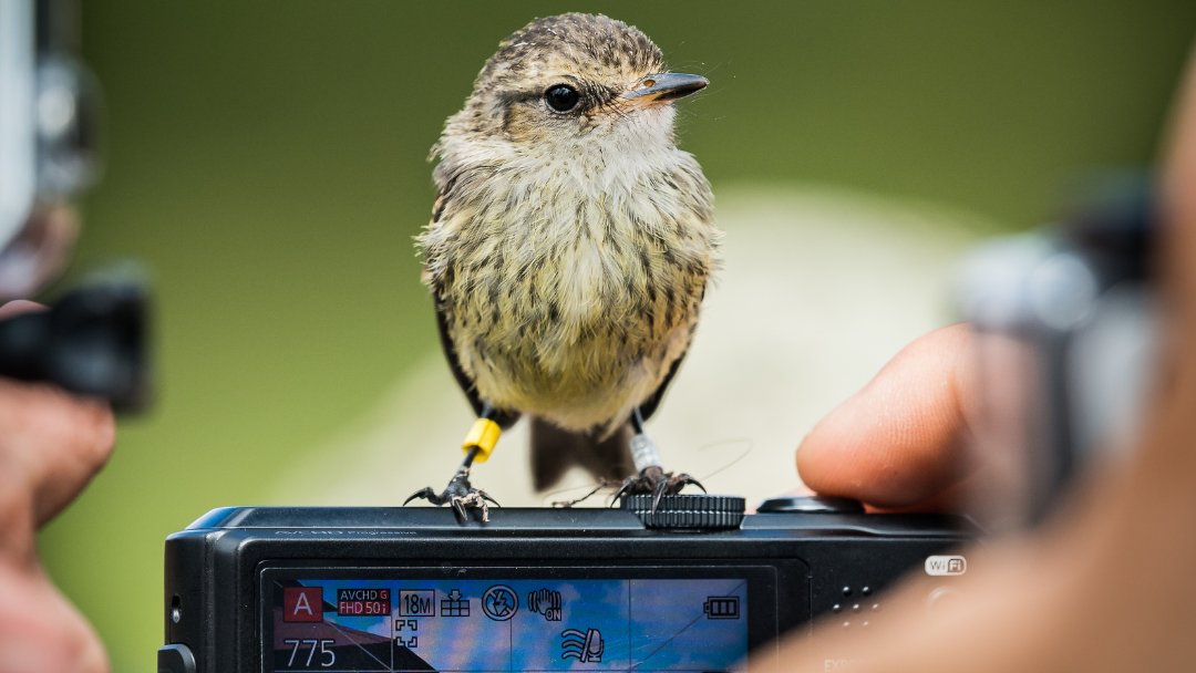 The Galapagos Islands have become one of the most popular eco-tourism destinations in the world.

Learn about the work being done to make tourism a regenerative force for good for Galapagos: tinyurl.com/RegenerativeTo…

📷 ©️ Johan Van Wyk
