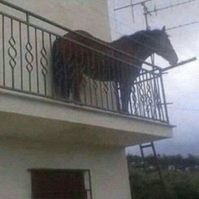 JuanDaH0rse's tweet photo. @idrawline @TeTheGamer how could $juan be on the balcony? 

Hk3X4HkmBuwidJiM9RQwWZgqiih27oQgFSymPyPRpump https://t.co/HyP5vUXg5B