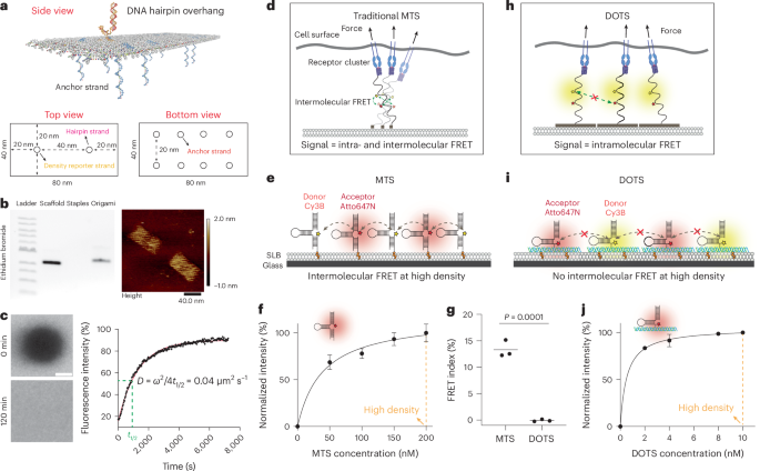 Quantifying T cell receptor mechanics at membrane junctions using DNA origami tension sensors dlvr.it/TBYBpj nanotechnology