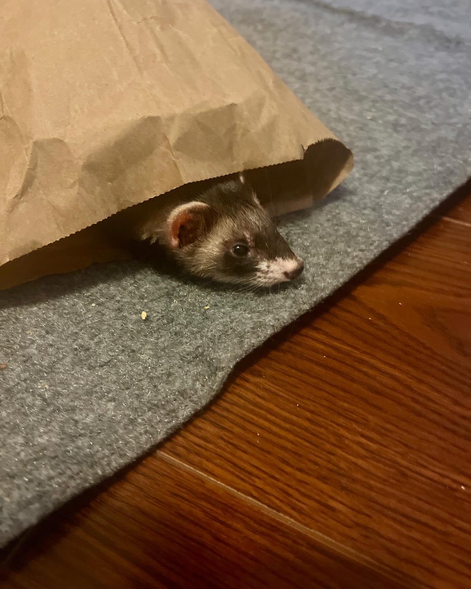 blackmaek's tweet photo. All the fancy bedding is available but yet where does she prefer to sleep? In a paper bag 😑 #ferret https://t.co/mSLqgUmwA4