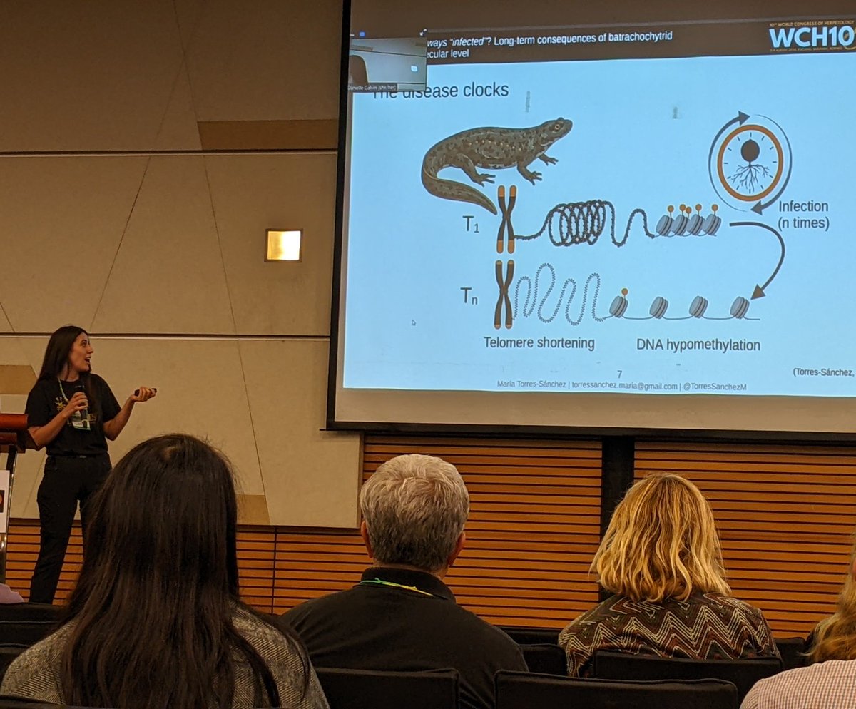Emma Steigerwald (@emmasteigerwald) on Twitter photo A molecular clock for chytrid infections using telomeres and methylation? Cool ideas from <a href="/TorresSanchezM/">Marรญa Torres-Sรกnchez</a> ! A molecular clock for chytrid infections using telomeres and methylation? Cool ideas from <a href="/TorresSanchezM/">Marรญa Torres-Sรกnchez</a> !