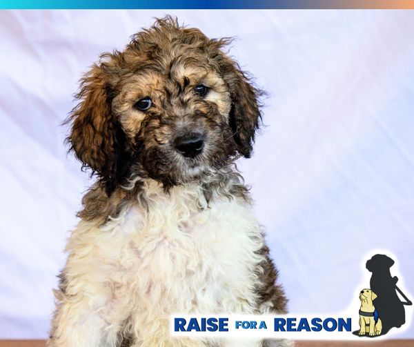 “I raise puppies to help set them up for success”
Guide Dogs of the Desert pups are born with a purpose- to become a guide dog for someone who is blind or visually impaired.   Read more at: 
facebook.com/photo?fbid=892…