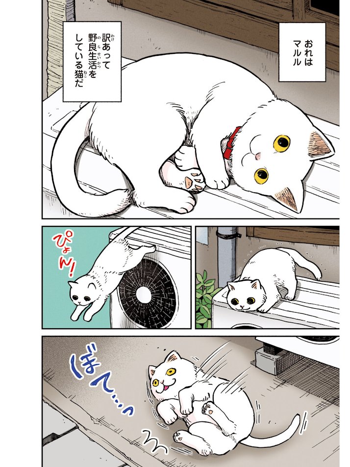 『ツレ猫 マルルとハチ いろぬり版』本日発売しております🐈🐈⬛ 応援書店さまと丸善ジュンク堂書店さまで描き下ろし漫画のペーパーがつきます😺 白黒版と同じ内容のカラー版です 連載初期の話にすごくきれいに色を塗っていただけてます🎨 フルカラーで読みたい方はぜひどうぞ #ツレ猫マルルとハチ #マルルとハチ