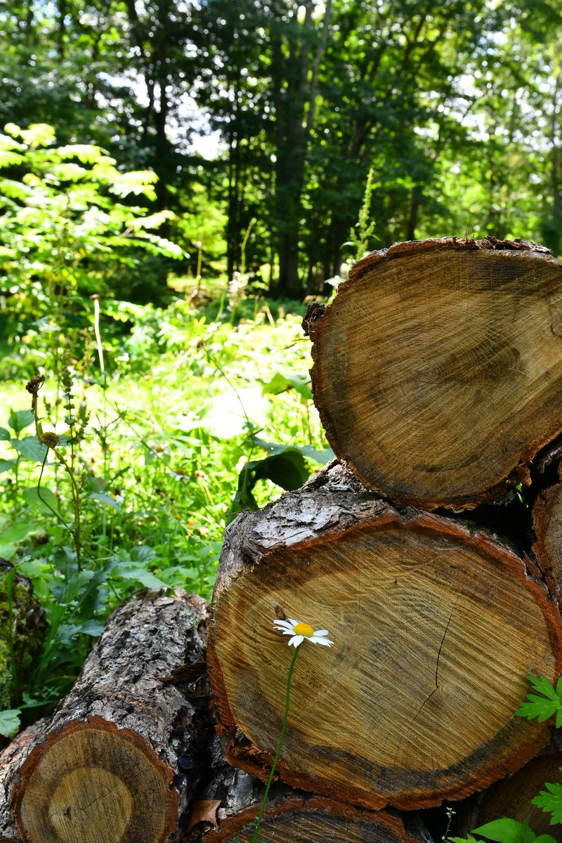 昼前から青空が広がり始めましたよ😄
久しぶりの青空で気分はいいんですが、それにつれて気温も上がってきました
蒸し暑いのとアブが多いので外仕事はどうしたもんかと考え中😅　＃道東