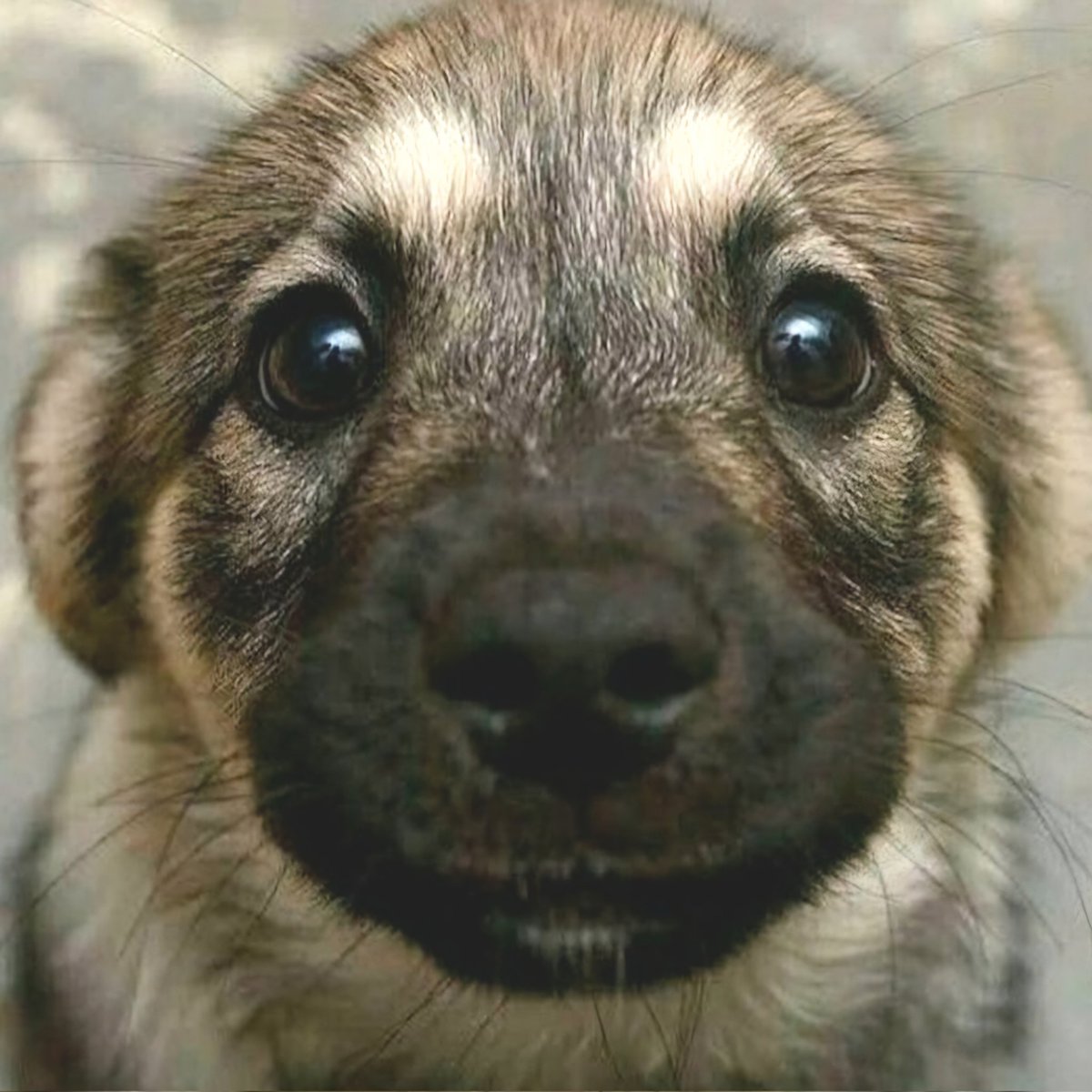 Hayvanlar, mal değil; hisleri olan bilinçli varlıklardır.
Avrupa Birliği Hayvan Hakları Protokolü (1997)