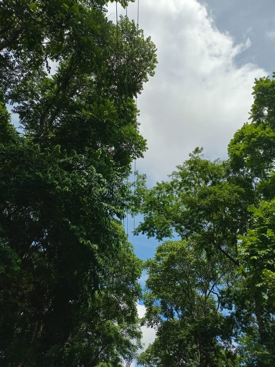 PinoAlvis's tweet photo. Señores @NaturgyPa solicitamos poda de árboles en la comunidad de El Negrito de Peñas Chatas de Ocú.
Nis: 6236971001
Mayor información al 67195935.
@AsepPanama @gobdeherrera @reformaseoye https://t.co/u9wPL0m7L4