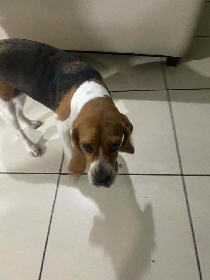 DameTuPatasv's tweet photo. LA ENCONTRARON EN ANTIGUO CUSCATLÁN
ES HEMBRA ~ se busca a su familia

Mayor información 
73182390 https://t.co/mgJdt1xBsd