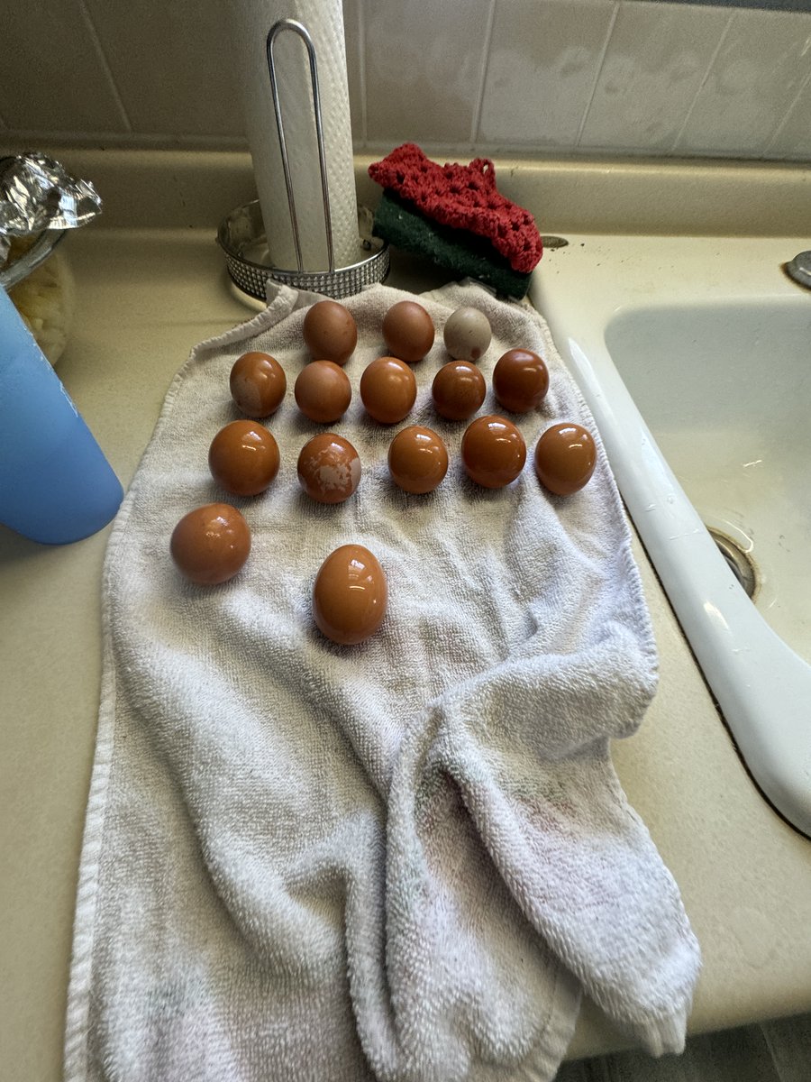 FemaleRancher's tweet photo. My egg collection for the day! Whatβs the best way to store them? Comment below! #Chickens #Farm #Rancher #FarmerLife #RancherLife #FarmLife #AgLife #WomenInAg #LivestockLove #FarmModel #AgInfluencer #FarmingCommunity #RanchLife #AgCommunity #WomenWhoFarm #LivestockFarming https://t.co/eVF3PNpy5v