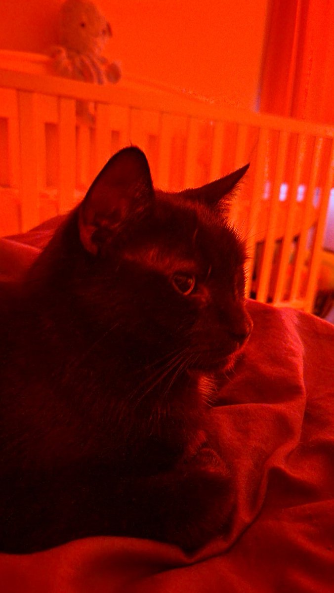 ChaseActually's tweet photo. Pets aren't people. But they can be teachers.
Thanks for modeling community and unconditional love like nothing I've seen before. The hole in my heart will echo onward with the lives you've literally saved. #myfirstboy https://t.co/evs1qm7YH1