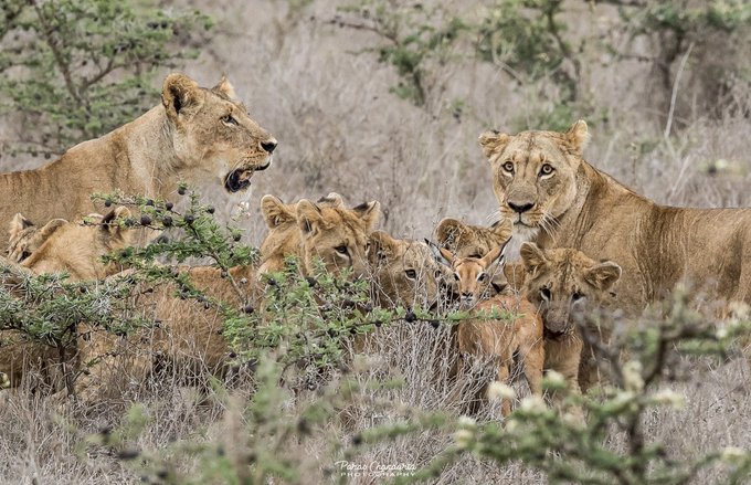 BushAndEvents's tweet photo. Did you know ?
Lions live in social groups called pride, with females doing most of the hunting. Leopards are solitary and often drag their prey into trees to keep it safe. Cheetahs are the fastest land animals, reaching speeds up to 70 mph in short bursts. 🦁🐆 #BigCatBehavior https://t.co/dXJkEhEMOE