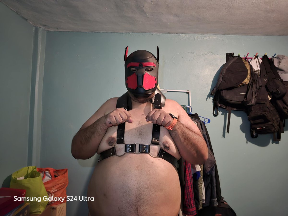 Rod2Sl's tweet image. Nuevo Puppy ¿alguien me adopta? #PuppyLove #puppy #pupplaycommunity