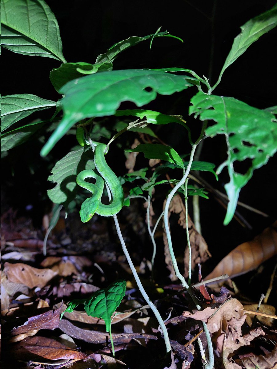 barraza_ilse's tweet photo. About last night 🐍
Herping in #KubahNationalPark we spotted a beautiful Sumatra pit viper 🫶🏾
What an amazing experience 
#WCH10
#HERper
#WomenInHerpetology https://t.co/5RngNwR6xA