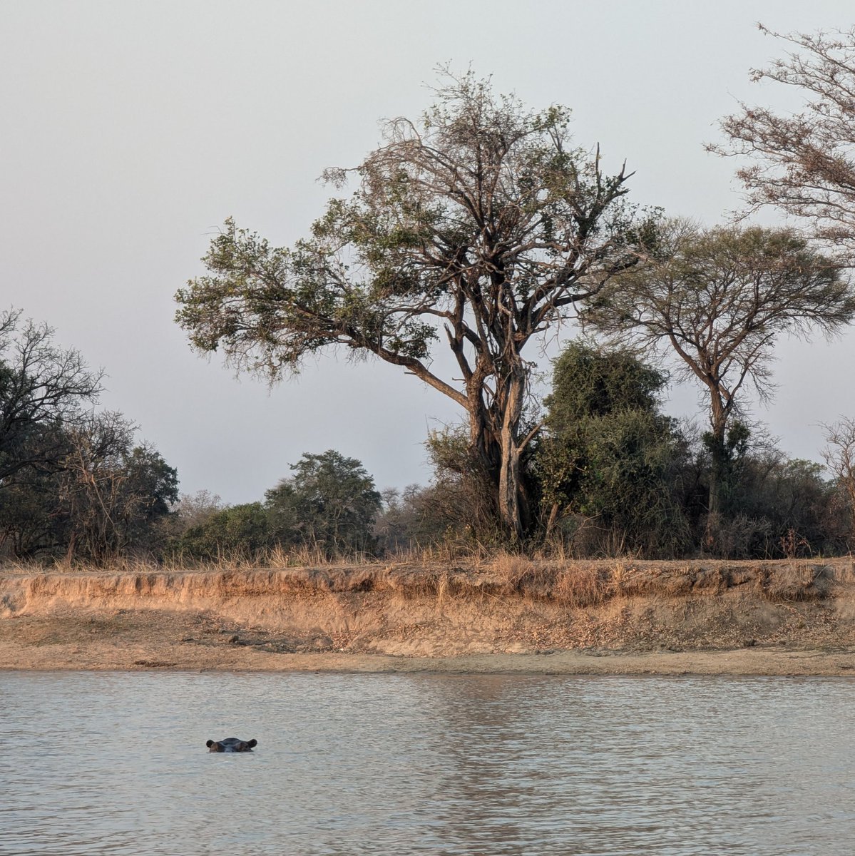 900hz's tweet photo. ORTF setup by the hippo pool - KNP - Zambia - https://t.co/7vJDAJTYbY