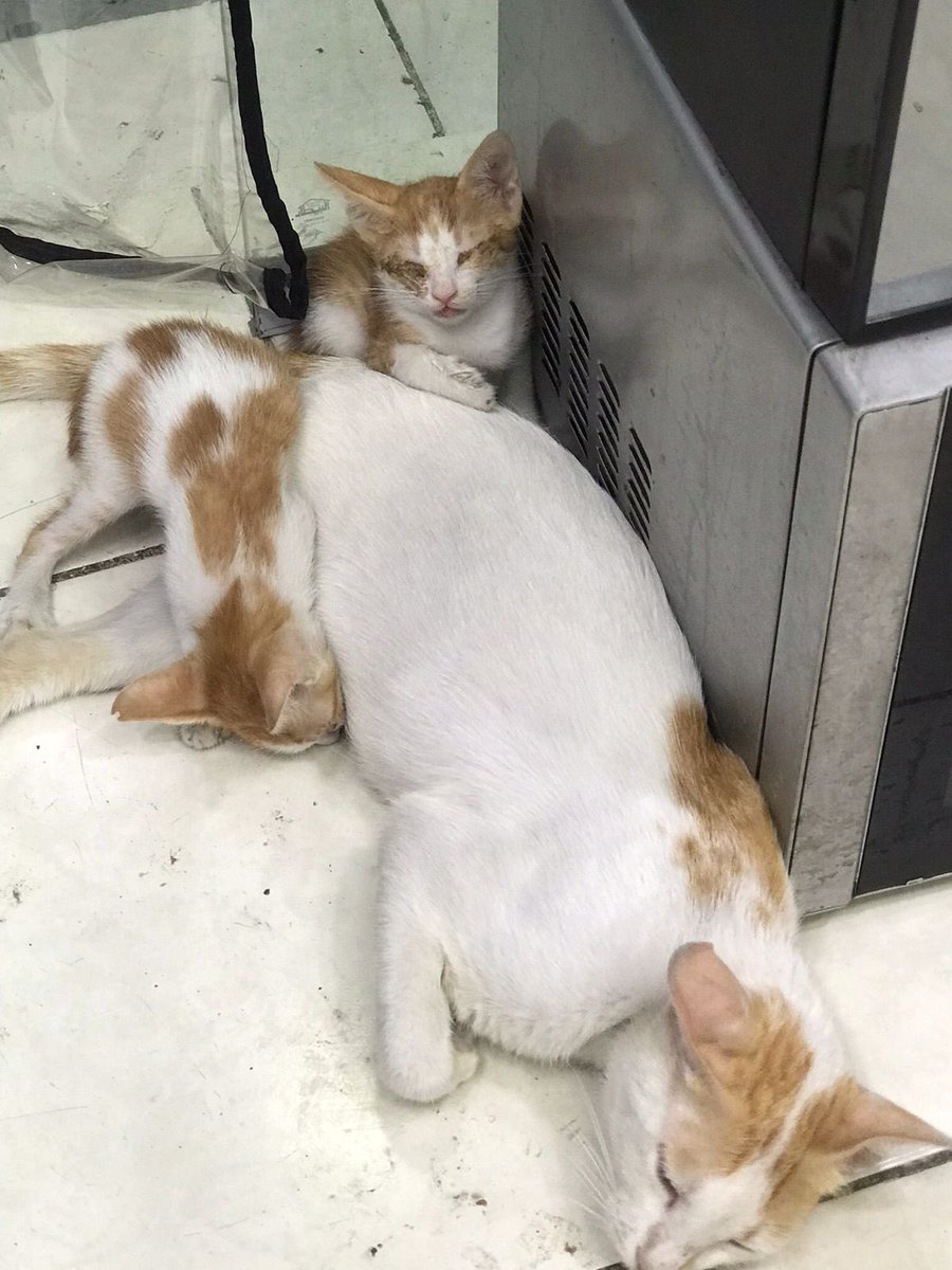 اللهم ابدل همها فرجاً وضيقها فرحاً 
فمن لها سواك بعد أن ضاقت بها الحياة الماً ووجعاً
فقد انقطع أملها وخاب سعيها 
برغم كل إعلان تناقلوه عنها لم يطلف بها احداً ولكن كل الصعاب بلطف الله اهون 
وصلني انها في الدمام في سوق الحب 💔الام مبتورة القدم وطفلها فاقد البصر