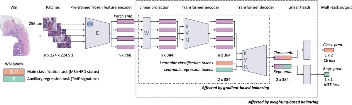 ElNahhasOSM's tweet image. Excited to present my latest work accepted in #MICCAI2024 on joint multi-task learning in computational pathology!
We reach SOTA performance on predicting MSI and HRD status by learning auxiliary regression tasks related to the tumor microenvironment 🔬
arxiv.org/abs/2403.03891