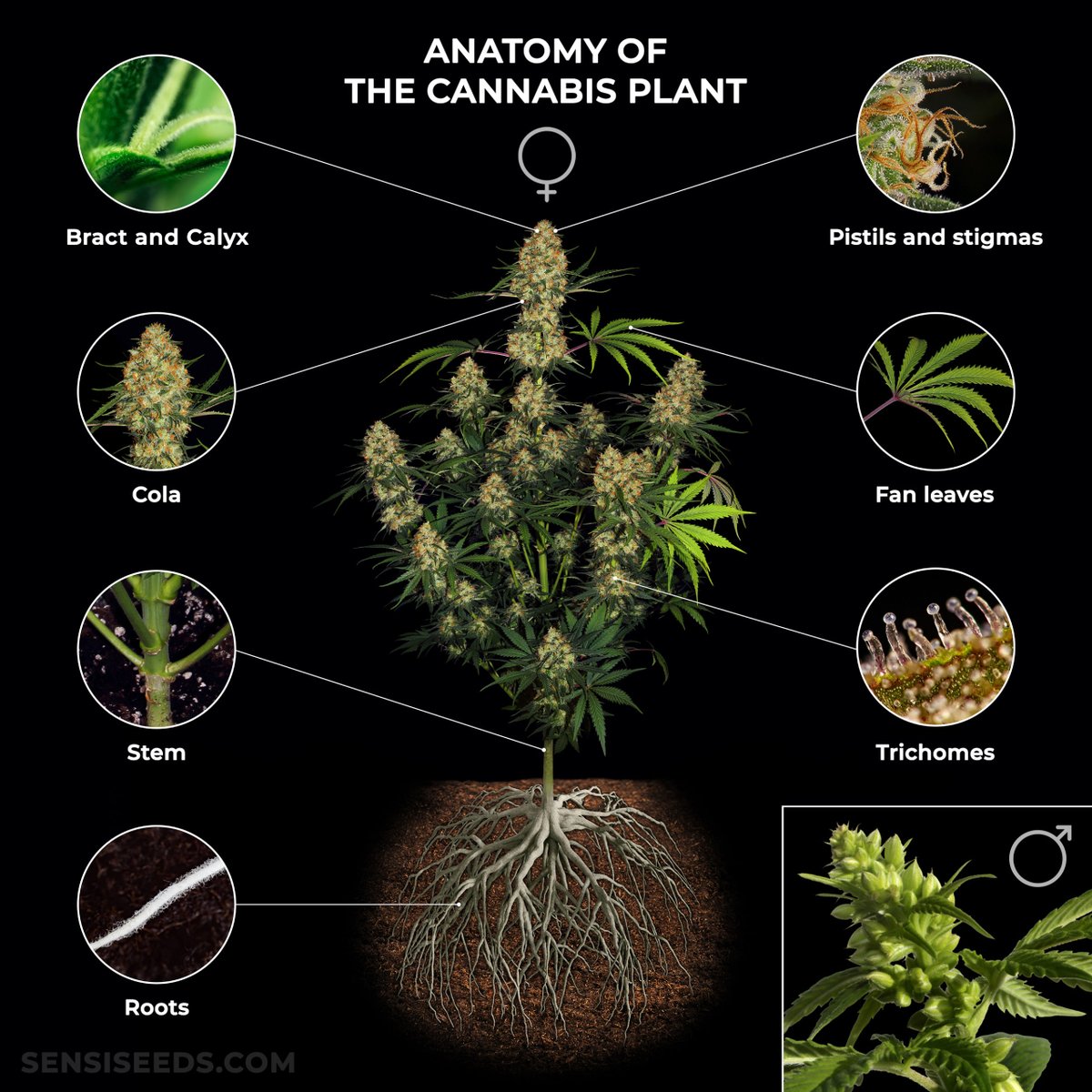 cannabishub tweet picture