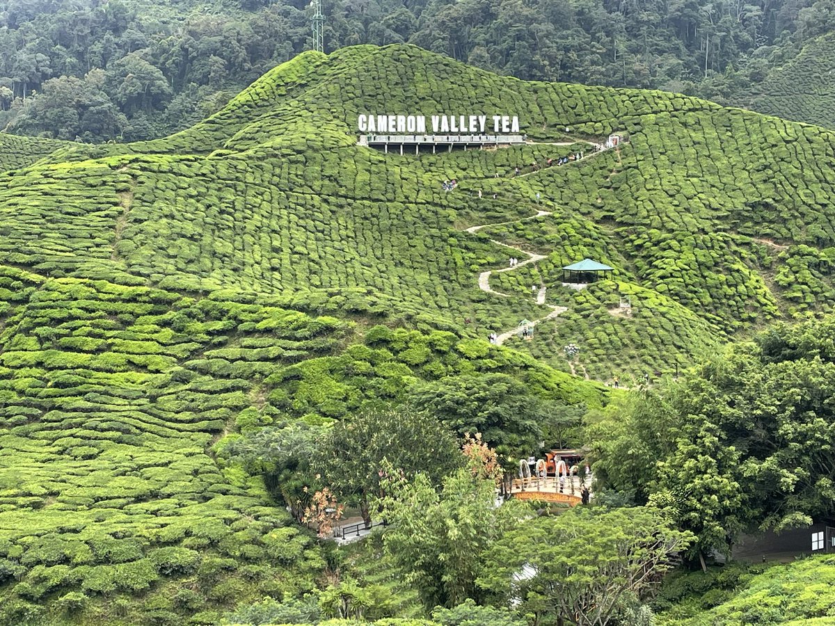 rafazarmi's tweet photo. 2 días en #CameronHighlands #Malaysia 🇲🇾Regu Regu.Los trails públicos están cerraos o no cuidaos,así q tienes q morir en las excursiones privadas pa domingueros😬Sí q tiene paisajes selváticos a tope😍Y el pueblo nuestro #TanahRata era kuki e indio total pa disfrutar de la comida https://t.co/y3CVJzwy3Q
