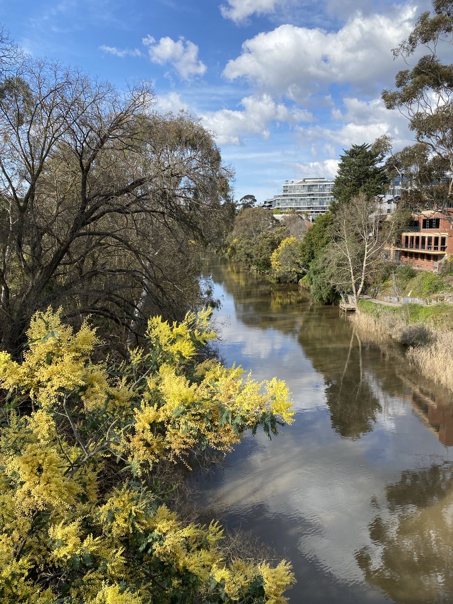 Birrarung river with the wattles in bloom