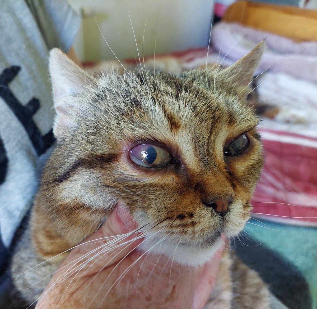 7 GODZIN DO KOŃCA ZBIÓRKI ‼️ 

PROSZĘ POMÓŻCIE 🙏 

Persi potrzebuje pomocy 🙏 
ratujemyzwierzaki.pl/persii-felineus