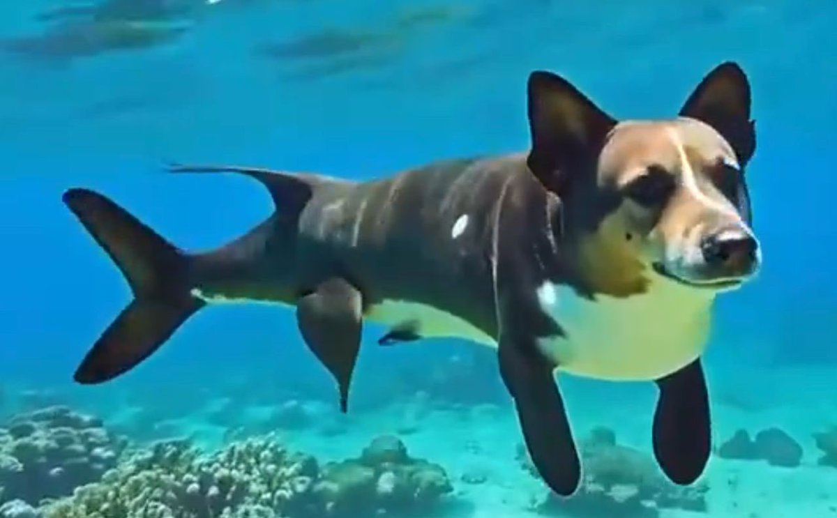 Pupperfish_CTO tweet media